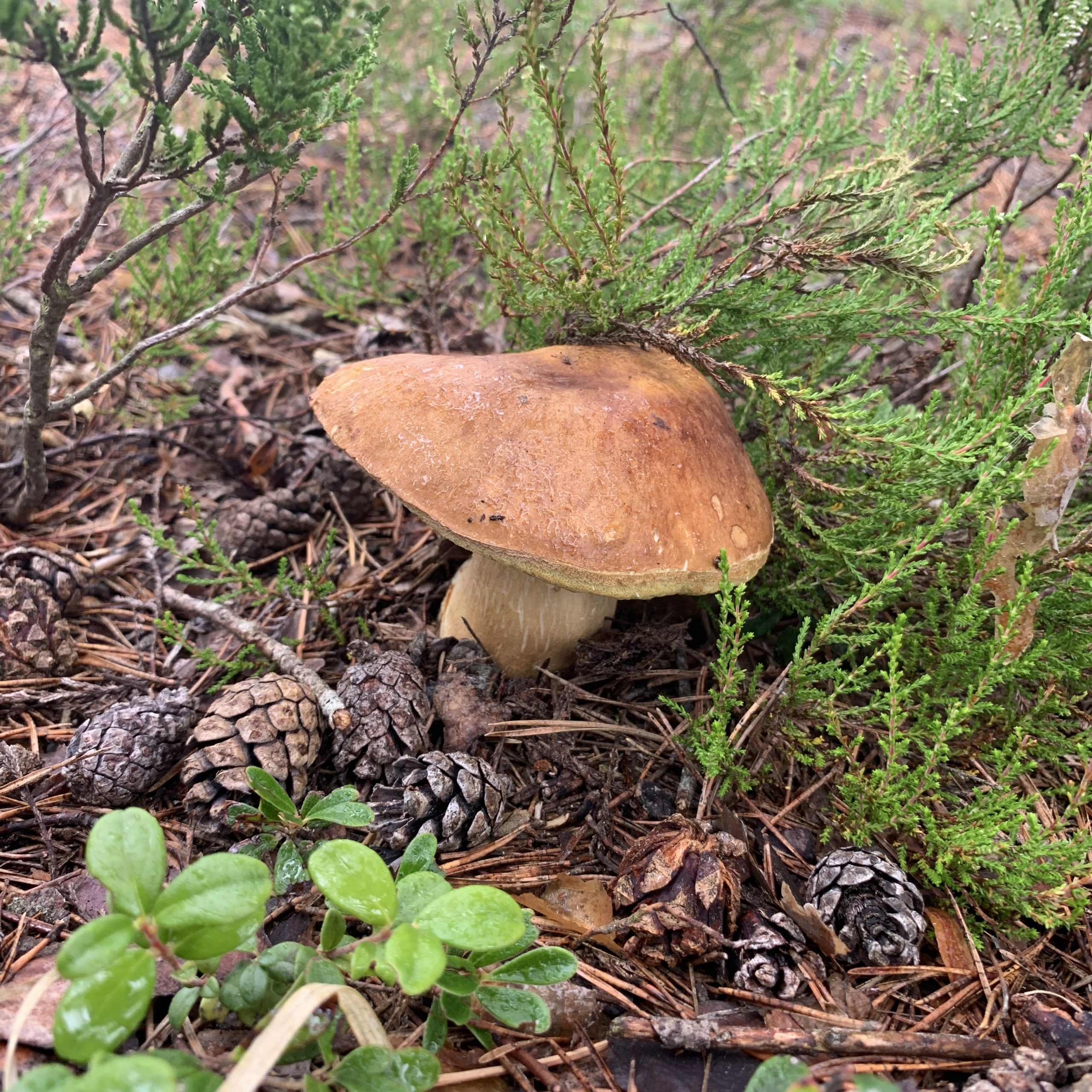 Pilz, Pilze finden, Bushcraft